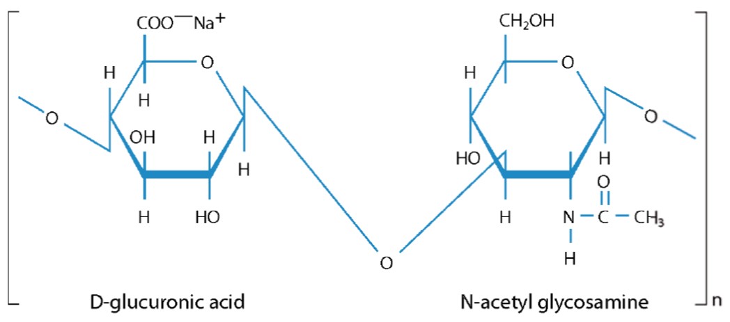 Structure Of Hyaluronan